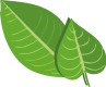 Leaves_2