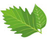 Osservatorio_settembre_2025_leaves